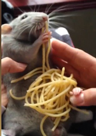 小胖鼠贪吃意大利面模样可爱萌翻网友